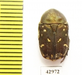 Protaetia ruteriana taliabuana  Indonesia, Taliabu isl. - INSECTS-STORE.RU