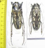 Batocera lineolata, pair  Thaiald  63/62mm - INSECTS-STORE.RU