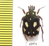 Clinteria forbesi  Indonesia, Timor - INSECTS-STORE.RU