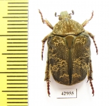 Protaetia cariana  Laos - INSECTS-STORE.RU