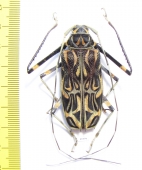 Acrocinus longimanus, female  Peru 51mm - INSECTS-STORE.RU