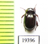 Hybosoridae sp.  Laos - INSECTS-STORE.RU