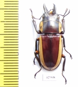 Prosopocoilus bison magnificus  Indonesia, Yamdena isl. - INSECTS-STORE.RU