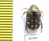 Protaetia tenuivestis  Indonesia, Sulawesi - INSECTS-STORE.RU