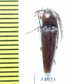 Elateridae sp.  Ecuador - INSECTS-STORE.RU