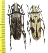 Baralipton maculosum, pair  Thailand  56mm - INSECTS-STORE.RU