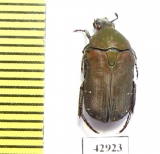 Glycyphana quadricolor  Indonesia, Java - INSECTS-STORE.RU