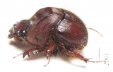 Neoathyreus languinosus  French Guiana - INSECTS-STORE.RU