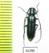 Agapanthia ? violacea  Kazakhstan - INSECTS-STORE.RU