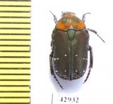 Glycyphana quadricolor  Indonesia, Java - INSECTS-STORE.RU