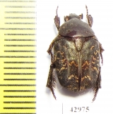 Protaetia mixta  Indonesia, Sumatra - INSECTS-STORE.RU