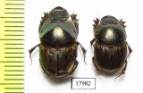 Scarabaeinae sp., pair  Togo - INSECTS-STORE.RU