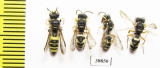 Hymenoptera sp.  Russia, Astrakhan reg. - INSECTS-STORE.RU