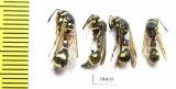 Hymenoptera sp.  Russia, Astrakhan reg. - INSECTS-STORE.RU