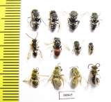 Hymenoptera sp.  Russia, Astrakhan reg. - INSECTS-STORE.RU