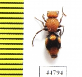 Mutillidae sp.  Madagascar - INSECTS-STORE.RU