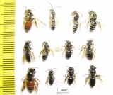 Hymenoptera sp.  Russia, Astrakhan reg. - INSECTS-STORE.RU