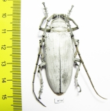Rosenbergia lactiflua, female  Indonesia, Papua N.G.  48mm - INSECTS-STORE.RU