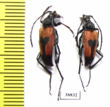 Stictoleptura cordigera  Turkey - INSECTS-STORE.RU