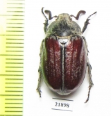 Melolontha afflicta hissarica, male  Uzbekistan - INSECTS-STORE.RU