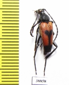 Stictoleptura cordigera  Turkey - INSECTS-STORE.RU