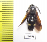 Scoliidae sp.  Turkey - INSECTS-STORE.RU