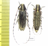 Agapanthia lateralis, pair  Turkey - INSECTS-STORE.RU