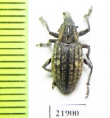 Lepyrus nordenskioldi  Russia, Taimyr - INSECTS-STORE.RU