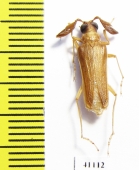 Microarthron komarowi, male  Uzbekistan - INSECTS-STORE.RU