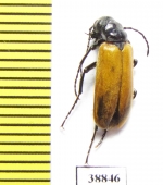 Zonitis sp.  Turkey - INSECTS-STORE.RU