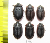 Peltis grossa  Russia, Tver reg. - INSECTS-STORE.RU