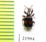 Attelabidae sp.  Indonesia, Sumatra - INSECTS-STORE.RU