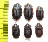 Peltis grossa  Russia, Tver reg. - INSECTS-STORE.RU