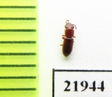 Salpingidae sp.  Indonesia, Sumatra - INSECTS-STORE.RU