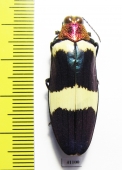 Chrysochroa buqueti  Thailand - INSECTS-STORE.RU