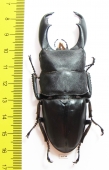 Dorcus titanus typhon  Indonesia, Sulawesi  86mm - INSECTS-STORE.RU