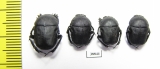 Gymnopleurus mopsus  Russia, Ingushetia reg. - INSECTS-STORE.RU