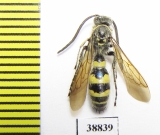 Scoliidae sp.  Indonesia, Sumatra - INSECTS-STORE.RU