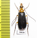 Zonitoshema sp.  Solomon isl. - INSECTS-STORE.RU