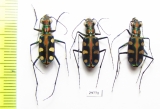 Cicindela aurulenta, pair  Laos - INSECTS-STORE.RU