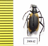 Meloidae sp.  Chile - INSECTS-STORE.RU