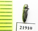 Agrilus sp.  Ukraina - INSECTS-STORE.RU