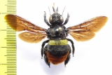 Hymenoptera, Xylocopa sp.  Indonesia, Taliabu isl. - INSECTS-STORE.RU