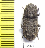 Zopheridae sp.  Mexico - INSECTS-STORE.RU