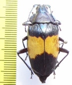 Charmallaspis pulcherrima  Peru - INSECTS-STORE.RU