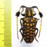 Aristobia approximator  Thailand - INSECTS-STORE.RU