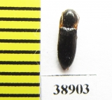 Ampedus erythrogonus  Russia, Tver reg. - INSECTS-STORE.RU