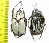 Argyrophanes kolbei, pair  Tanzania 40mm - INSECTS-STORE.RU