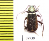 Callidium aeneum  Russia, Tver reg. - INSECTS-STORE.RU