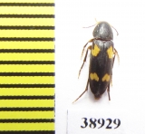 Dircaea quadriguttata  Russia, Tver reg. - INSECTS-STORE.RU